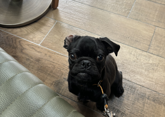 Pug-French Bulldog Kızım